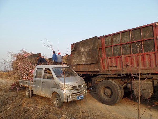 4公分樱花装车