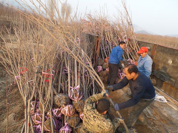 4公分樱花装车