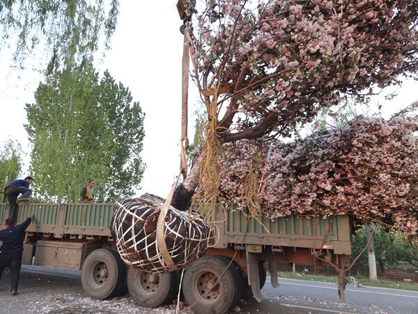 20公分樱花装车