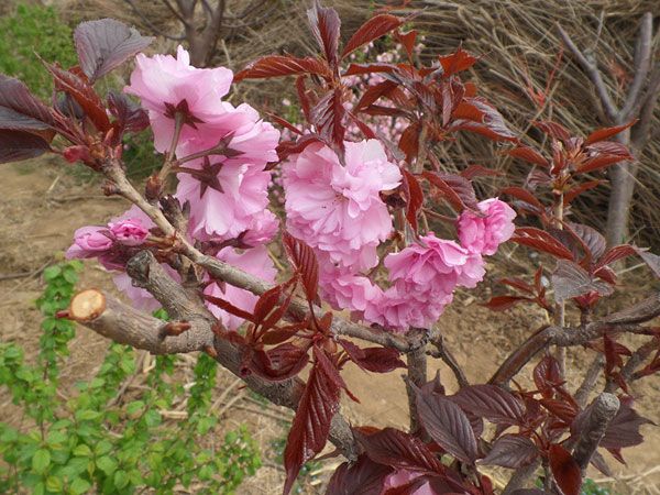 红叶樱花